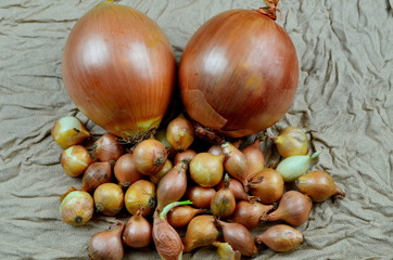 Two big sweet onions and many small onions on a fabric background, Yellow onion on fabric background