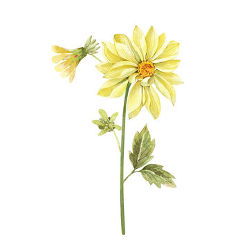 yellow garden flowers watercolor illustration on a white background, with green buds and leaves