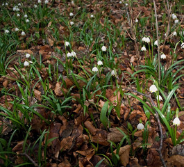 im Märzenbecherwald