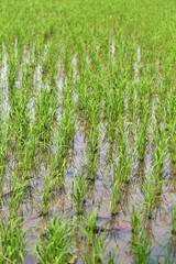 The green rice field background