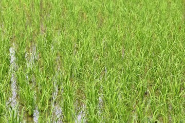 The green rice field background