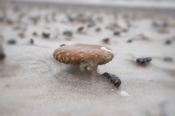 stone in sand, nature background