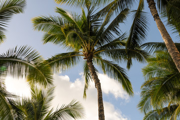 Fototapeta na wymiar view from below palm tree. Looking up at palm tree
