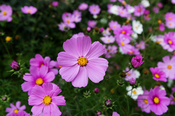 Fototapeta premium Texture of mexican aster flowers in a flowerbed on a background of green leaves.
