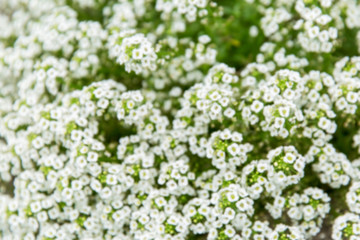 Large bush with small white flowers. Close-up. Background. Blurry.