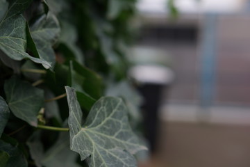 Efeu Bokeh