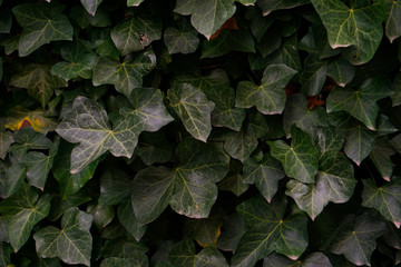 Hintergrund Efeu