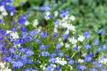 Blue little cornflowers in the field. Close-up. Background.