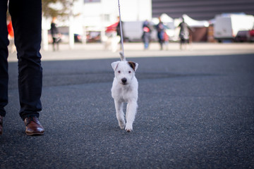 Parson Russell Terrier Puppy - Movement