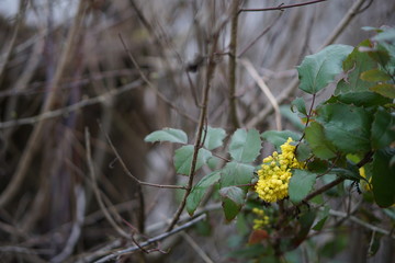Blume