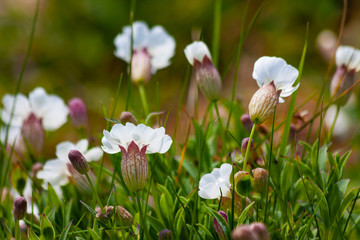 White campion wild flowers (silene latifolia) blooming in sunshine with blurred green background. Saltee Islands, Ireland. 