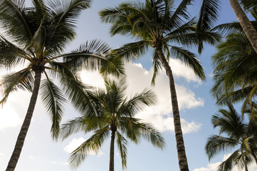 Fototapeta na wymiar view from below Palm trees blue cloudy sky