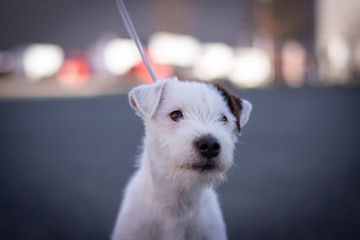Parson Russell Terrier Portrait - Head
