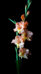 Colorful gladiolus flower, background, wedding, fashion, design, floral