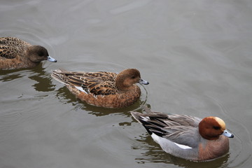 Three Ducks Swimming in a Line