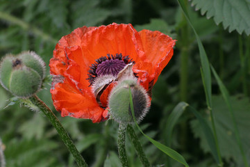 wild poppy flower demonstrates desire for life
