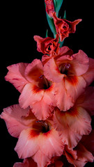 Colorful gladiolus flower, background, wedding, fashion, design, floral
