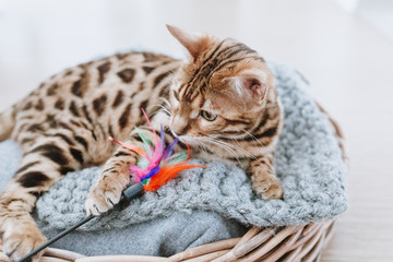 Bengalkatze Kitten Hauskatze