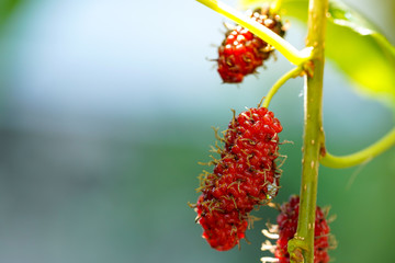 Closeup Red raw blueberry provides fiber and nutrients on the branch of tree blurred green background.