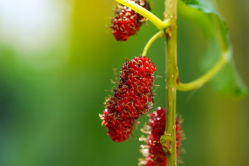 Closeup Red raw blueberry provides fiber and nutrients on the branch of tree blurred green background.