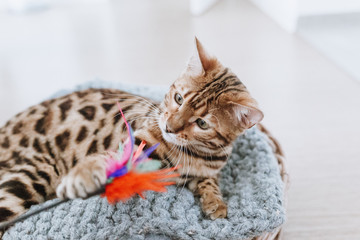 Bengalkatze Kitten Hauskatze
