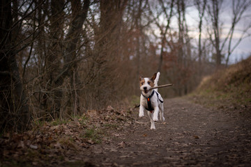 Running Parson Russell Terrier with a stick