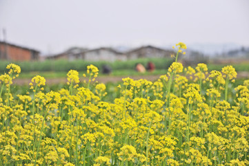 Blooming rape flowers, Jiangmen, Guangdong, China.