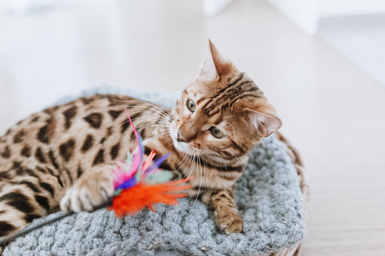 Bengalkatze Kitten Hauskatze