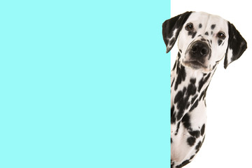 Portrait of a dalmatian dog looking around the corner of a blue empty board with space for copy