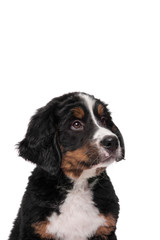 Portrait of a bernese mountain dog puppy looking up on a white background