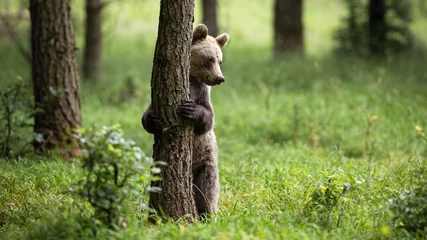 Schilderijen op glas Shy brown bear, ursus arctos, standing in upright position on rear legs in forest. Front view of a cute mammal holding a tree in nature with copy space. © WildMedia