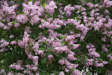Texture Lush bush of lilac. A lot of inflorescences on a background of green foliage.