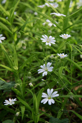 Texture of little white spring flowers of asterisk on a green grass background.