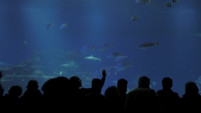 Eilat, Israel. Silhouettes of people against the backdrop of a huge glass aquarium with fishesin it. Person is filming on smartphone.