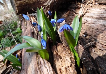 blue snowdrops sprout through a fallen oak tree in early spring