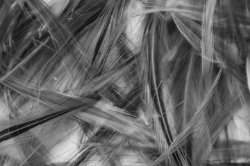 Beautiful abstract colorful black and white feathers on white background and soft gray feather texture on white pattern and gray background. black feather texture