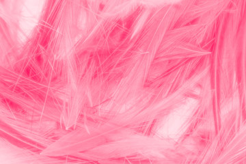 Obraz premium Piękne abstrakcyjne kolorowe białe i różowe pióra na białym tle i miękkie białe piórko tekstury na białym wzorze i jasnoróżowym tle walentynki