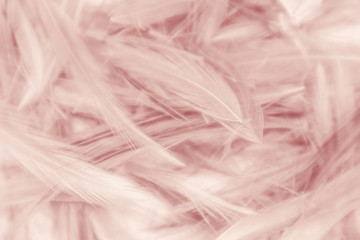 Beautiful abstract colorful red feathers on white background and soft white feather texture on white pattern and light pink background
