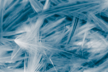 Beautiful abstract colorful gray and blue feathers on white background and soft white feather texture on blue pattern and blue background, colorful feather, white banners