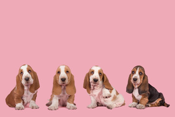 Four cute basset hound puppy dogs at a pink background