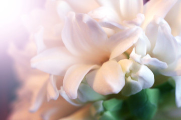 Fototapeta na wymiar Hyacinthus orientalis common hyacinth, garden hyacinth or Dutch hyacinth