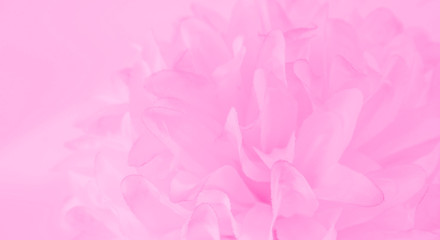 Beautiful abstract color white and pink flowers on white background and white graphic flower frame and pink leaves texture, pink background, colorful graphics banner happy valentine day