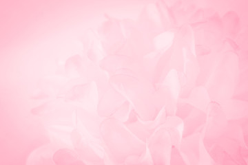 Obraz premium Beautiful abstract color white and pink flowers on white background and white graphic flower frame and pink leaves texture, pink background, colorful graphics banner happy valentine day