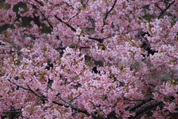 Pink All Over with Peach Blossoms at their Best