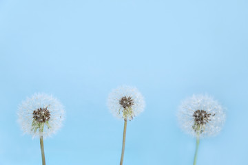 Fototapeta na wymiar Three blooming fluffy white dandelions on a blue background.