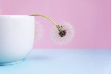 Blooming fluffy white dandelion in a white cup on a pink background.