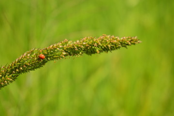 Ladybug on the grass.