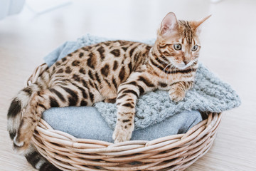 Bengalkatze Kitten Hauskatze