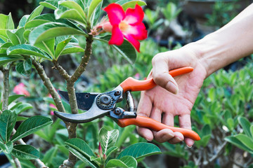 Gardener pruning trees with pruning shears on nature background.