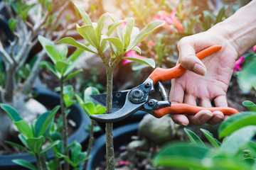 Gardener pruning trees with pruning shears on nature background.